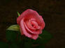 Angel Pink ™ rose photo