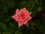 Angel Pink ™ rose photo