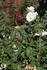 Sweet Freedom rose photo