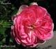 Farquhar rose photo