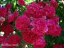 Flower of Fairfield rose photo