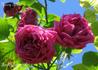 Henry Irving rose photo