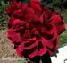 Dinah rose photo