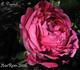 A. Drawiel rose photo