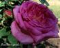 Oakmont rose photo