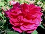 Charles Margottin rose photo