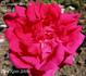 Marquise Litta rose photo