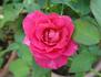 Bon-Bon rose photo