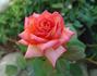 Fancy Amazone rose photo