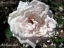 Admiral Dewey rose photo