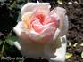 Bianca rose photo