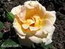 Brandywine rose photo