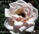 A.N.W.B. Rose rose photo