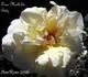 Frau Mathilde Bätz rose photo