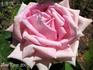 J. B. M. Camm rose photo