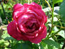 Eugène Appert rose photo
