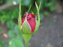Eugène Appert rose photo