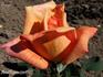 Tonga rose photo