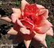 Orange Beauty rose photo