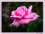 Rosa De Kring rose photo