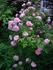 Duc de Constantine rose photo
