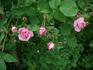 Duc de Constantine rose photo