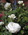 Sweet Freedom rose photo