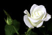 Fred Hollows Vision rose photo