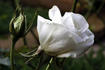 Fred Hollows Vision rose photo
