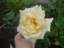President Pats rose photo