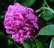 J. B. M. Camm rose photo