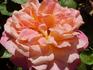 Chelsea Morning™ rose photo