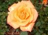 Holy Toledo rose photo