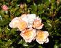 Central Park rose photo