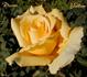 Dream Yellow ™ rose photo