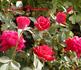 Ace of Diamonds rose photo