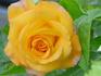 Aphrodite rose photo