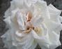 Edina rose photo
