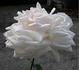 Edina rose photo
