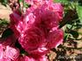 Enfant d'Orléans rose photo