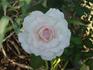 Ginger Hill rose photo