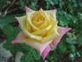Golden Jubilee rose photo