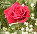 Ace of Diamonds rose photo