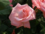 Agnes Bernauer rose photo