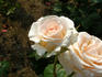 Amorosa rose photo