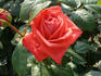 Babylon rose photo