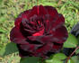 Castle Hyde rose photo