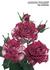 Arrow Folies ® rose photo