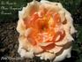 La Rose de Madame Raymond Poincaré rose photo
