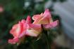 Princess Diana rose photo